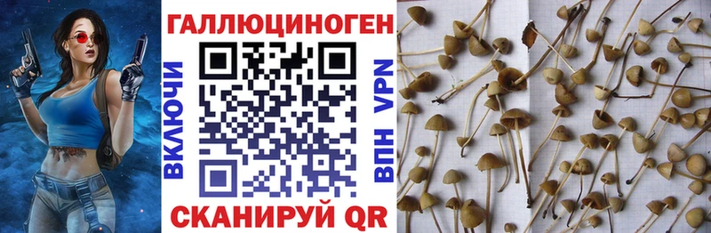 Галлюциногенные грибы прущие грибы  как найти наркотики  Зубцов 